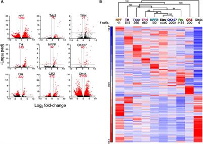 Transcriptome Analysis of NPFR Neurons Reveals a Connection Between Proteome Diversity and Social Behavior